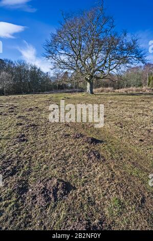 Mehrere Molehügel auf einem Feld in Angus, Schottland, Großbritannien Stockfoto