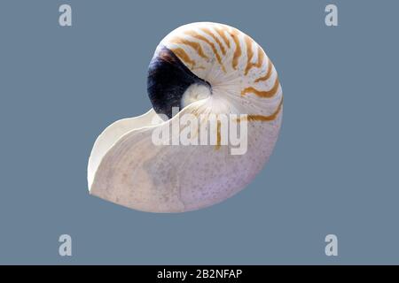 Nautilus pompilius Schale. Isoliert über türkisfarbenem Hintergrund Stockfoto