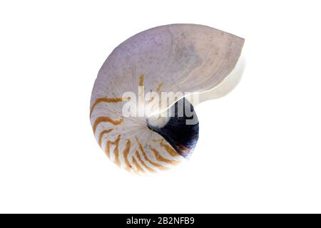 Nautilus pompilius Schale. Isoliert über weißem Hintergrund Stockfoto