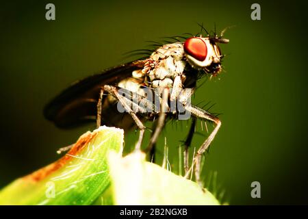 Echte Fliegen Sind Insekten Der Ordnung Diptera, Die Sie EINE einzelne Kare Der Flügel Bilden Stockfoto