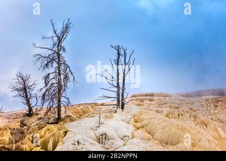 In tote Bäume gezüchtet, Mammoth Hot Springs, Yellowstone Stockfoto