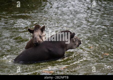 Porträt zweier südamerikanischer Tapire, die im Wasser schwimmen und spritzen Stockfoto