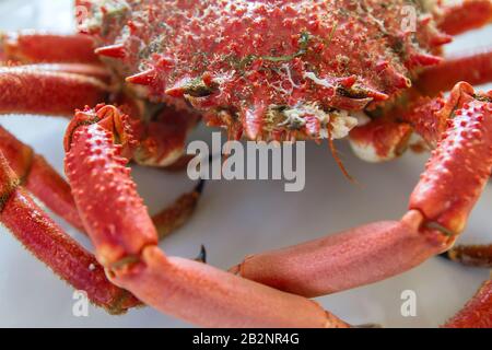 Rote Stachelspinnen Krabbe, köstliche Meeresfrüchte Zubereitung Stockfoto