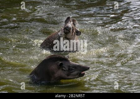 Porträt zweier südamerikanischer Tapire, die im Wasser schwimmen und spritzen Stockfoto