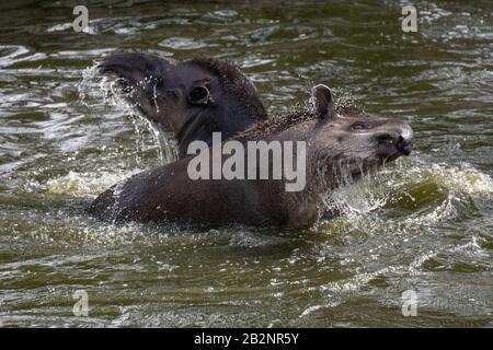 Porträt zweier südamerikanischer Tapire, die im Wasser kämpfen und spritzen Stockfoto