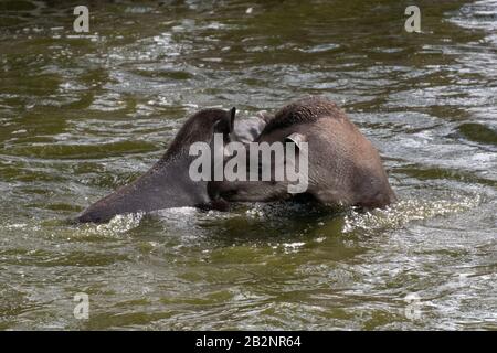 Porträt zweier südamerikanischer Tapire, die im Wasser kämpfen und spritzen Stockfoto