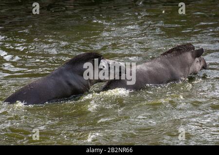 Porträt zweier südamerikanischer Tapire, die im Wasser kämpfen und spritzen Stockfoto