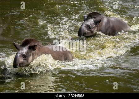 Porträt zweier südamerikanischer Tapire, die im Wasser schwimmen und spritzen Stockfoto