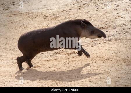 Porträt eines südamerikanischen Tapirs, der glücklich auf dem Sand läuft und spielt Stockfoto