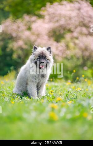 Keeshond Hundewelpe sitzt auf einer bunten Frühlings-Wiese mit gelben Löwenblumen vor einem blühenden Baum, Rasse auch Deutscher Wolfspitz genannt Stockfoto