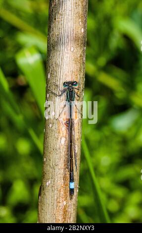 Bugs und Mini-Beasties, aufgenommen in RSPB, Saltholme, Seal Sands, Teesside, County Durham, England, Großbritannien Stockfoto