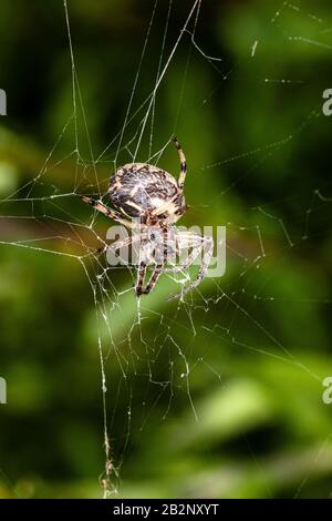 Bugs und Mini-Beasties, aufgenommen in RSPB, Saltholme, Seal Sands, Teesside, County Durham, England, Großbritannien Stockfoto