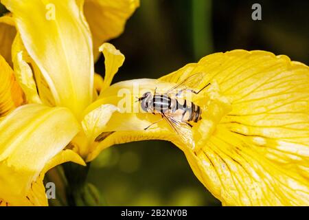 Bugs und Mini-Beasties, aufgenommen in RSPB, Saltholme, Seal Sands, Teesside, County Durham, England, Großbritannien Stockfoto