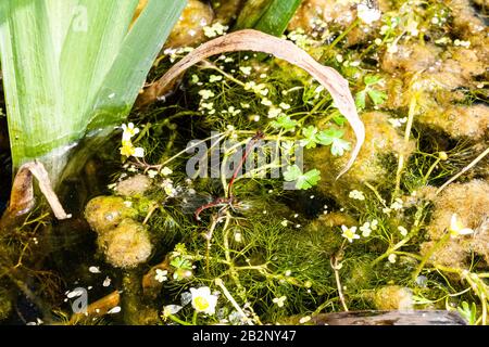 Bugs und Mini-Beasties, aufgenommen in RSPB, Saltholme, Seal Sands, Teesside, County Durham, England, Großbritannien Stockfoto