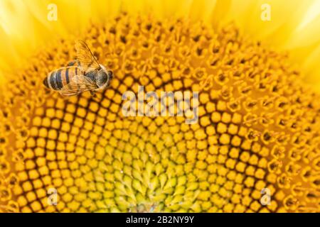 Eine Biene, die sich von einer Sonnenblume in der Provence, Frankreich, ernährt Stockfoto