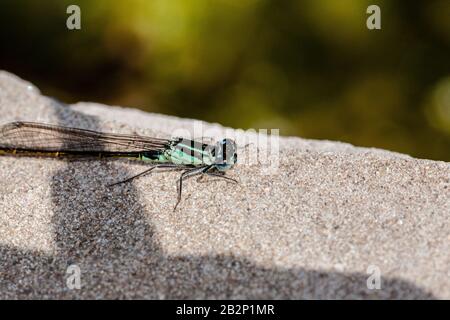 Bugs und Mini-Beasties, aufgenommen in RSPB, Saltholme, Seal Sands, Teesside, County Durham, England, Großbritannien Stockfoto