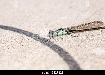 Bugs und Mini-Beasties, aufgenommen in RSPB, Saltholme, Seal Sands, Teesside, County Durham, England, Großbritannien Stockfoto