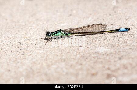 Bugs und Mini-Beasties, aufgenommen in RSPB, Saltholme, Seal Sands, Teesside, County Durham, England, Großbritannien Stockfoto