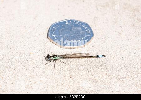 Bugs und Mini-Beasties, aufgenommen in RSPB, Saltholme, Seal Sands, Teesside, County Durham, England, Großbritannien Stockfoto