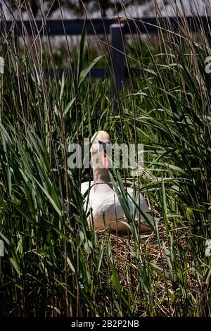 Bugs und Mini-Beasties, aufgenommen in RSPB, Saltholme, Seal Sands, Teesside, County Durham, England, Großbritannien Stockfoto