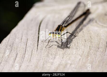 Bugs und Mini-Beasties, aufgenommen in RSPB, Saltholme, Seal Sands, Teesside, County Durham, England, Großbritannien Stockfoto