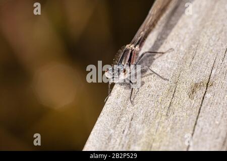 Bugs und Mini-Beasties, aufgenommen in RSPB, Saltholme, Seal Sands, Teesside, County Durham, England, Großbritannien Stockfoto