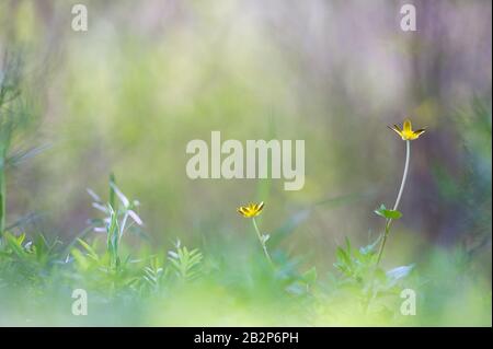 Weniger zottige (Ranunculus ficaria) Blumen vor unschärfem Hintergrund. Stockfoto