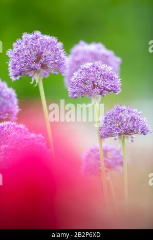 Gekielter Knoblauch, Allium carinatum unterm. Pulchellum "Tubergen" Blumen im Garten Stockfoto