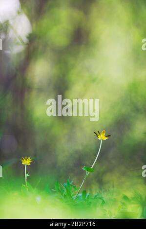 Weniger zottige (Ranunculus ficaria) Blumen vor unschärfem Hintergrund. Frühling im Garten. Stockfoto