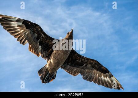 Great Skua im Flug auf blauem Himmel Hintergrund. Wissenschaftlicher Name: Catharacta skua. Untere Ansicht. Stockfoto