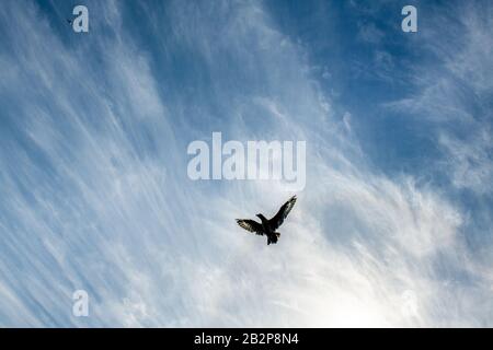 Great Skua im Flug auf blauem Himmel Hintergrund. Wissenschaftlicher Name: Catharacta skua. Untere Ansicht. Stockfoto