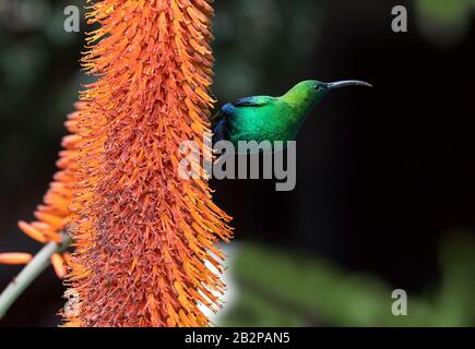 Ein Rüde aus Malachit-Sonnenvogel, das sich von einer Aloe-Blume ernährt. Wissenschaftlicher Name: Nectarinia famosa. Südafrika. Stockfoto