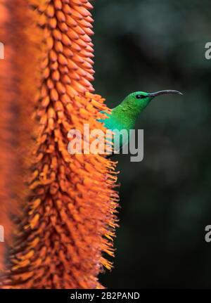 Ein Rüde aus Malachit-Sonnenvogel, das sich von einer Aloe-Blume ernährt. Wissenschaftlicher Name: Nectarinia famosa. Südafrika. Stockfoto