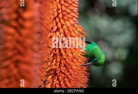 Ein Rüde aus Malachit-Sonnenvogel, das sich von einer Aloe-Blume ernährt. Wissenschaftlicher Name: Nectarinia famosa. Südafrika. Stockfoto