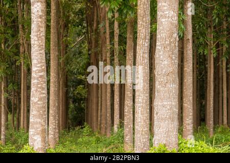 Der Weg des Wai Koa Loop Trail oder Track führt durch die Plantage von Mahogany Bäumen in Kauai, Hawaii, USA Stockfoto