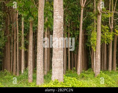 Der Weg des Wai Koa Loop Trail oder Track führt durch die Plantage von Mahogany Bäumen in Kauai, Hawaii, USA Stockfoto