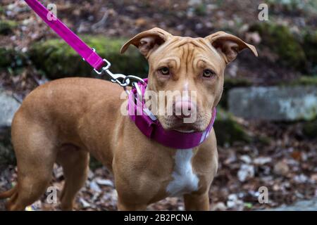 Weibliches Exemplar des amerikanischen Pit Bull Terrier Hundes, hellbraun in Farbe mit weißem Flecken auf der Brust. Hund an der Leine. Stockfoto