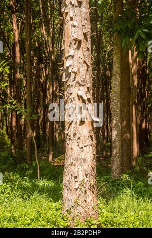 Der Weg des Wai Koa Loop Trail oder Track führt durch die Plantage von Mahogany Bäumen in Kauai, Hawaii, USA Stockfoto