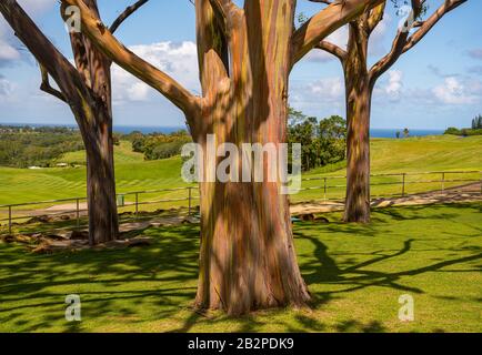 Muster der Äste der bunten Rinde der Regenbogeneukalytpusbäume vor dem Hintergrund des Golfplatzes auf Kauai Stockfoto