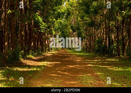 Der Weg des Wai Koa Loop Trail oder Track führt durch die Plantage von Mahogany Bäumen in Kauai, Hawaii, USA Stockfoto