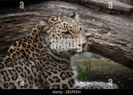 Porträt eines schönen persischen männlichen Leoparden in Gefangenschaft Stockfoto