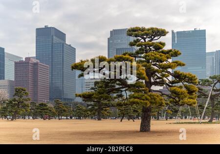 Ein Bild eines Baumes im Kokyo Gaien National Garden (Tokio). Stockfoto