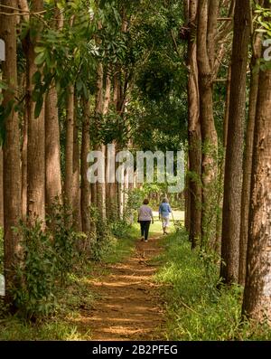 Ältere Erwachsene, die auf dem Wai Koa Loop Trail oder Track laufen, führen durch die Plantage von Mahogany Trees in Kauai, Hawaii, USA Stockfoto