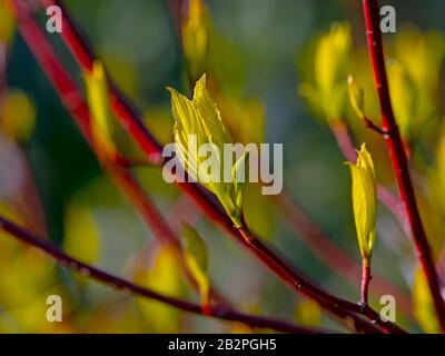 Dogwood Utilis Jacquemontii neue Knospen im Wintergarten Norfolk Stockfoto