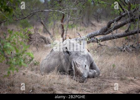 Auf dem schlafenden Nashorn im Kruger Nationalpark Südafrika sitzen Oxpecker Stockfoto