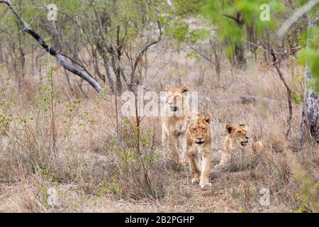 Baumlöwen ruhen nach der Jagd im Kruger Park in Südafrika in Busch Stockfoto