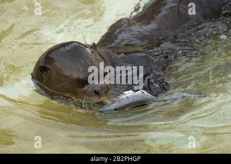 Porträt eines niedlichen Fischotters, der einen Fisch im Wasser isst Stockfoto