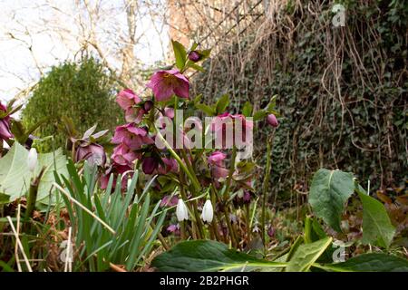 Gruppe von dunkelrosa blühenden Blumen des helleborus orientalis, auch lenten Rose oder Orientalische Nieswurz genannt, und einer Gruppe von Schneefällen, Galanth Stockfoto