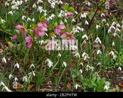 Helleborus purpurascens und Schneefälle im Garten von Norfolk Stockfoto