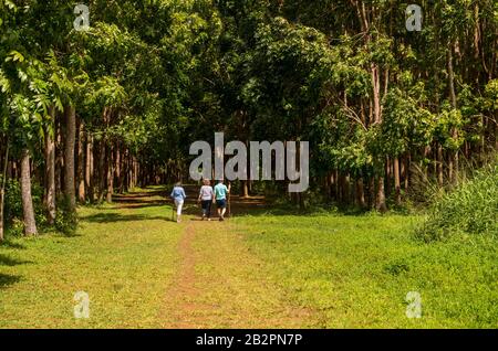 Ältere Erwachsene, die auf dem Wai Koa Loop Trail oder Track laufen, führen durch die Plantage von Mahogany Trees in Kauai, Hawaii, USA Stockfoto